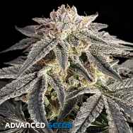 Advanced Seeds Permanent Marker