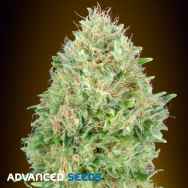 Advanced Seeds Pineapple Glue