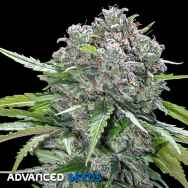 Advanced Seeds San Bacio Burger