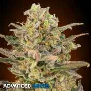 Advanced Seeds Somango Glue