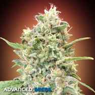 Advanced Seeds AUTO Strawberry Banana