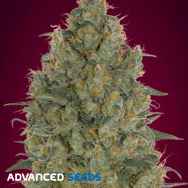 Advanced Seeds Strawberry Gum