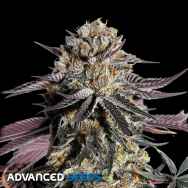 Advanced Seeds Zerealz Milk