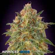 Advanced Seeds Zkittlez