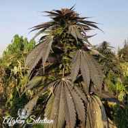 Afghan Selection Seeds Kash