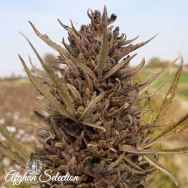 Afghan Selection Seeds Kushkak