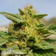 Afghan Selection Seeds Rustam Kush