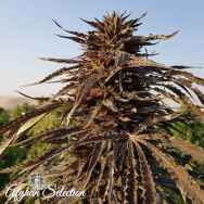 Afghan Selection Seeds Sholgar