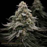 Aficionado French Connection Seeds Blue Hippo