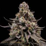 Aficionado French Connection Seeds Cherrycello