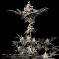 Aficionado French Connection Seeds Diesel Latte
