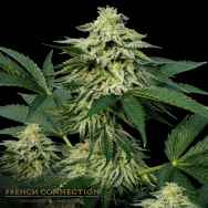 Aficionado French Connection Seeds Frappuccino