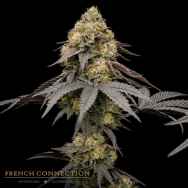 Aficionado French Connection Seeds Glowberry