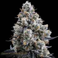 Aficionado French Connection Seeds Mochaccino Cream