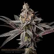 Aficionado French Connection Seeds Murder Pie