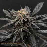 Aficionado French Connection Seeds Rosso Corsa