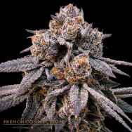 Aficionado French Connection Seeds Royal Jelly Reserve