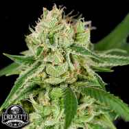 Crockett Family Farms Seeds Afternoon Delight