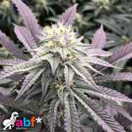 Always Be Flowering Diamond Runtz
