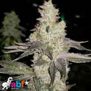 Always Be Flowering Genetics Finessin