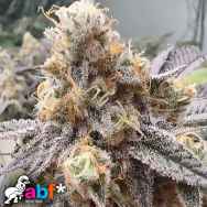Always Be Flowering Genetics Malvazia