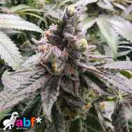 Always Be Flowering Genetics Mamoncillo