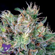 Anesia Seeds Amnesia Flash