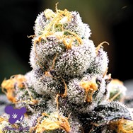 Anesia Seeds Anesia Scout Cookies