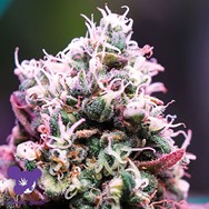 Anesia Seeds Auto Amnesia Flash