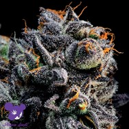 Anesia Seeds Auto Blueberry Banana