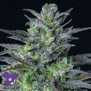 Anesia Seeds Auto Sleepy Joe