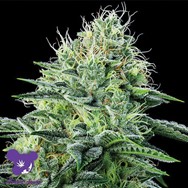 Anesia Seeds Auto Strawberry Banana