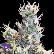 Anesia Seeds Auto Yuhbary