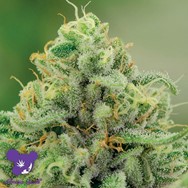 Anesia Seeds Banana Kush