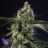 Anesia Seeds Big Bazooka