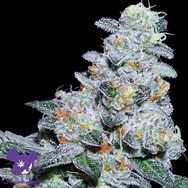 Anesia Seeds Captain Future