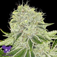 Anesia Seeds Cash Cow