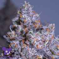 Anesia Seeds Auto Frozen Black Cherry