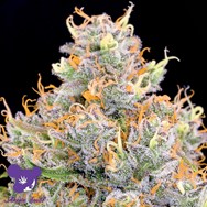 Anesia Seeds Future #1