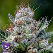 Anesia Seeds Auto Green Apple Juice