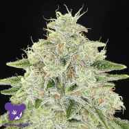 Anesia Seeds Haze Queen