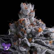 Anesia Seeds High MARS