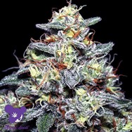 Anesia Seeds Hyper Glue