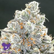 Anesia Seeds Original Gorilla