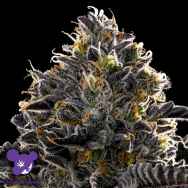 Anesia Seeds Purple Lobster