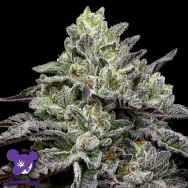 Anesia Seeds Smashberry Fumez