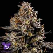 Anesia Seeds Auto Smashberry Fumez