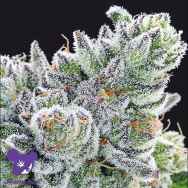 Anesia Seeds Sour Betty