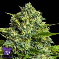 Anesia Seeds Sticky Boof