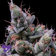 Anesia Seeds Strawberry Kush